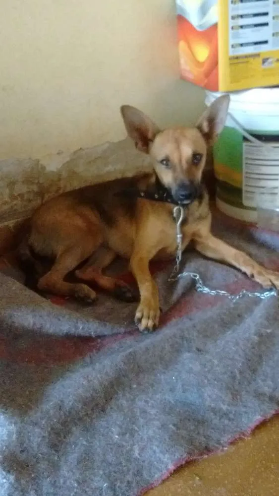 Cachorro ra a Vira lata idade  nome Sem nome