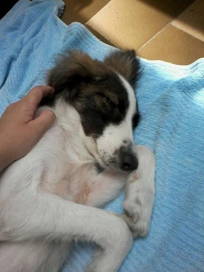 Cachorro raça SRD idade 2 a 6 meses nome SEM NOME