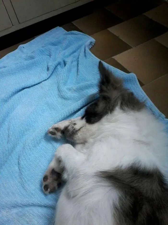 Cachorro raça SRD idade 2 a 6 meses nome SEM NOME