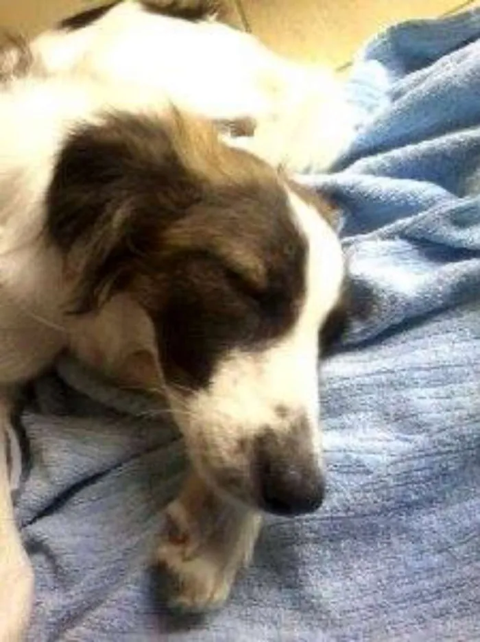 Cachorro raça SRD idade 2 a 6 meses nome SEM NOME