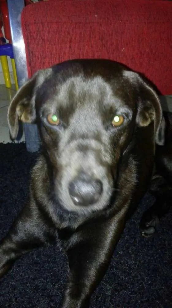 Cachorro raça Labrador idade 5 anos nome Marley