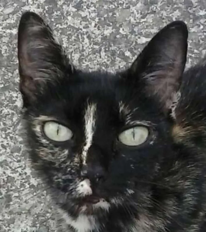 Gato ra a SRD idade 2 anos nome Florissa