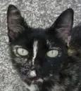 Florissa