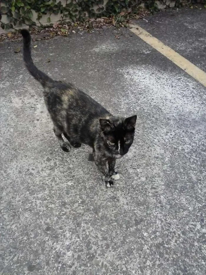 Gato ra a SRD idade 2 anos nome Florissa
