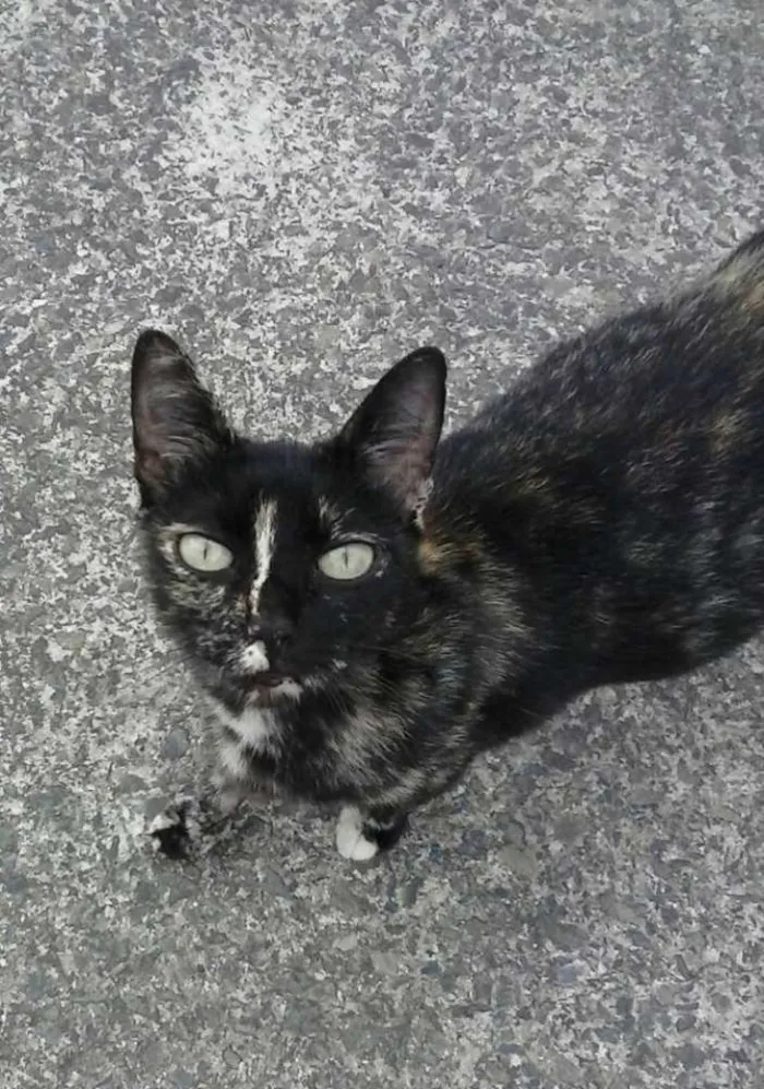 Gato ra a SRD idade 2 anos nome Florissa