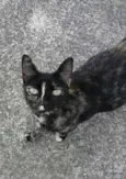 Florissa