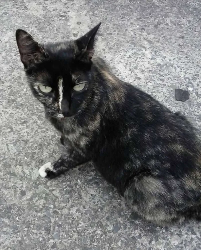 Gato ra a SRD idade 2 anos nome Florissa