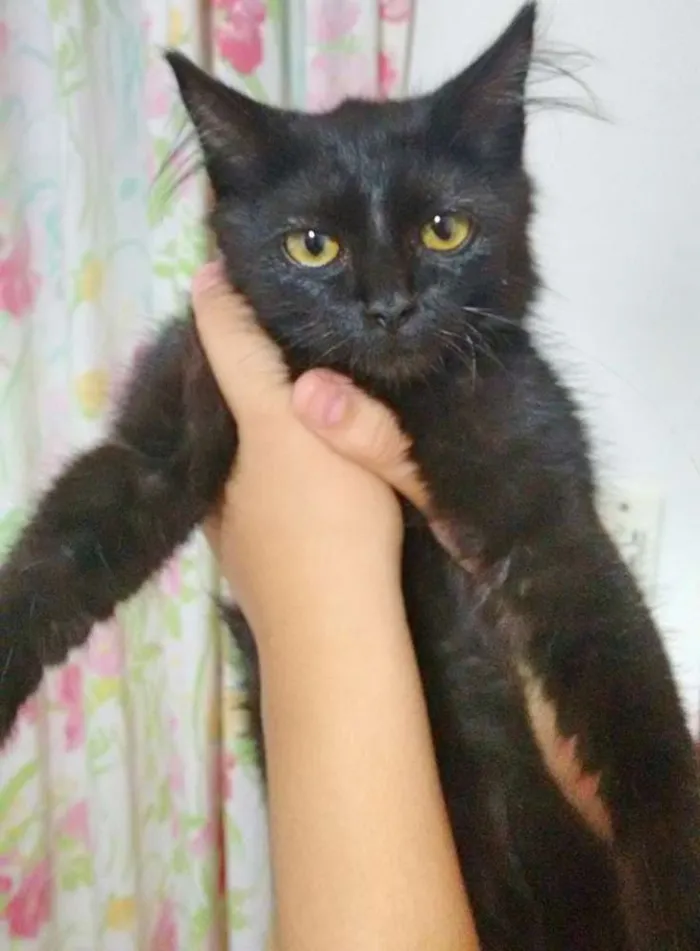 Gato ra a  idade 2 a 6 meses nome SEM NOME