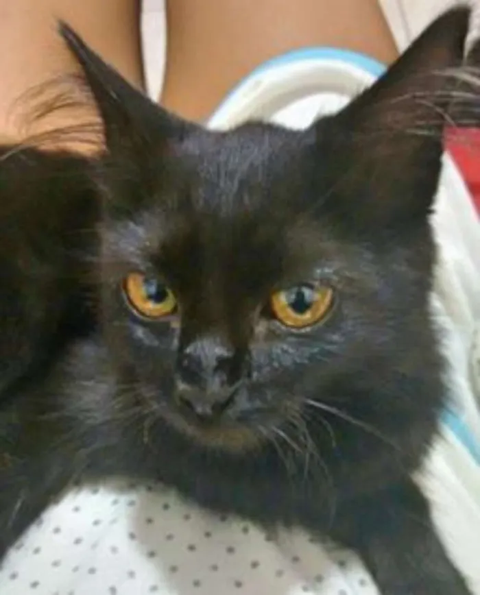 Gato ra a  idade 2 a 6 meses nome SEM NOME