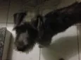 Dubi