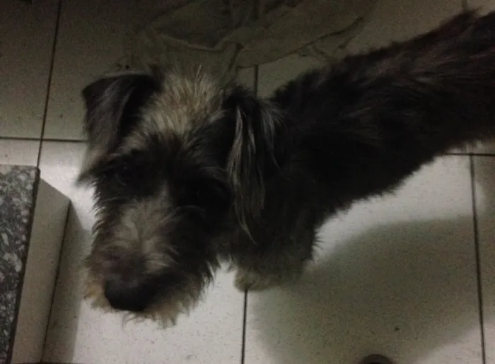 Cachorro ra a SRD idade 2 anos nome Dubi