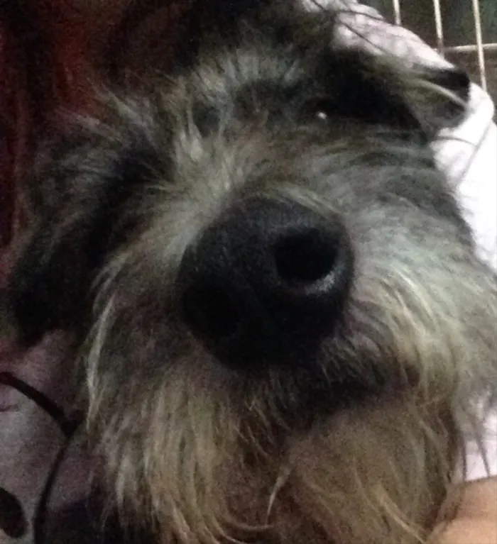 Cachorro ra a SRD idade 2 anos nome Dubi