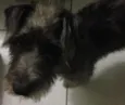 Dubi