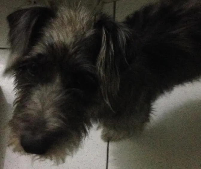 Cachorro ra a SRD idade 2 anos nome Dubi