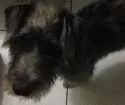 Cachorro raça SRD idade 2 anos nome Dubi