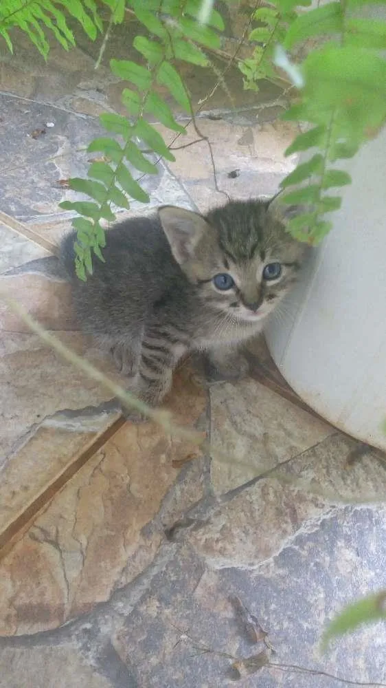 Gato ra a Sem raça definida idade Abaixo de 2 meses nome Sem nomes definidos