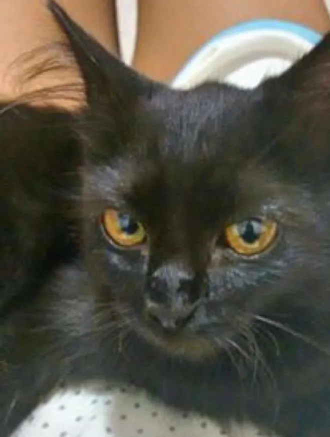 Gato ra a  idade 2 a 6 meses nome SEM NOME