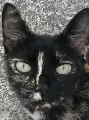 Gato raça SRD idade 2 anos nome Florissa