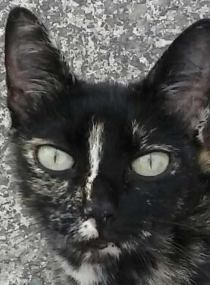 Gato ra a SRD idade 2 anos nome Florissa