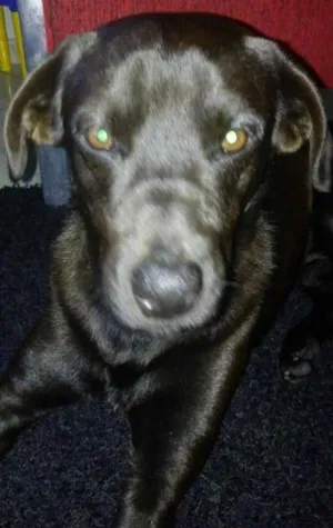 Cachorro raça Labrador idade 5 anos nome Marley