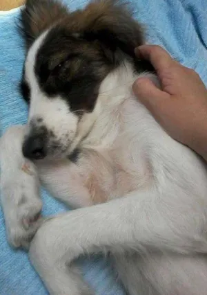 Cachorro raça SRD idade 2 a 6 meses nome SEM NOME