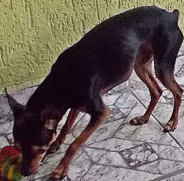 Cachorro ra a Pinscher idade 2 anos nome BIDU GRATIFICA