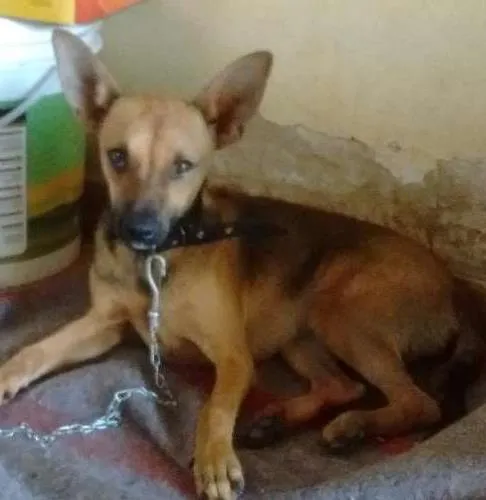 Cachorro ra a Vira lata idade  nome Sem nome