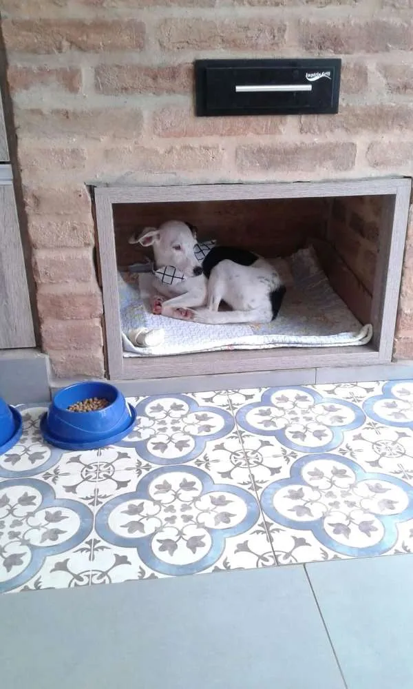 Cachorro ra a SRD idade 2 anos nome Bud