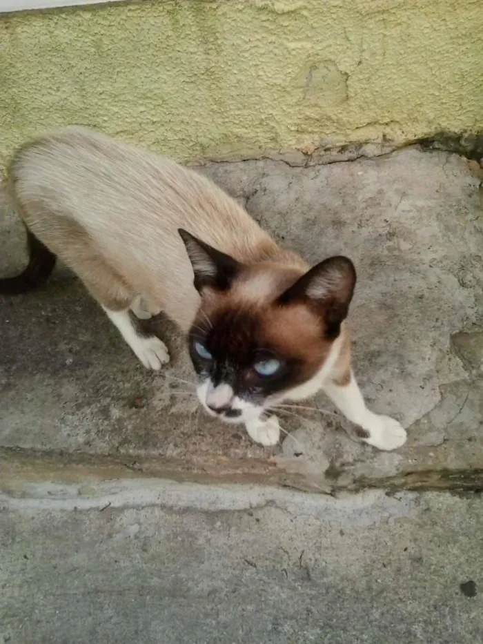 Gato ra a vira lata idade 2 a 6 meses nome tic