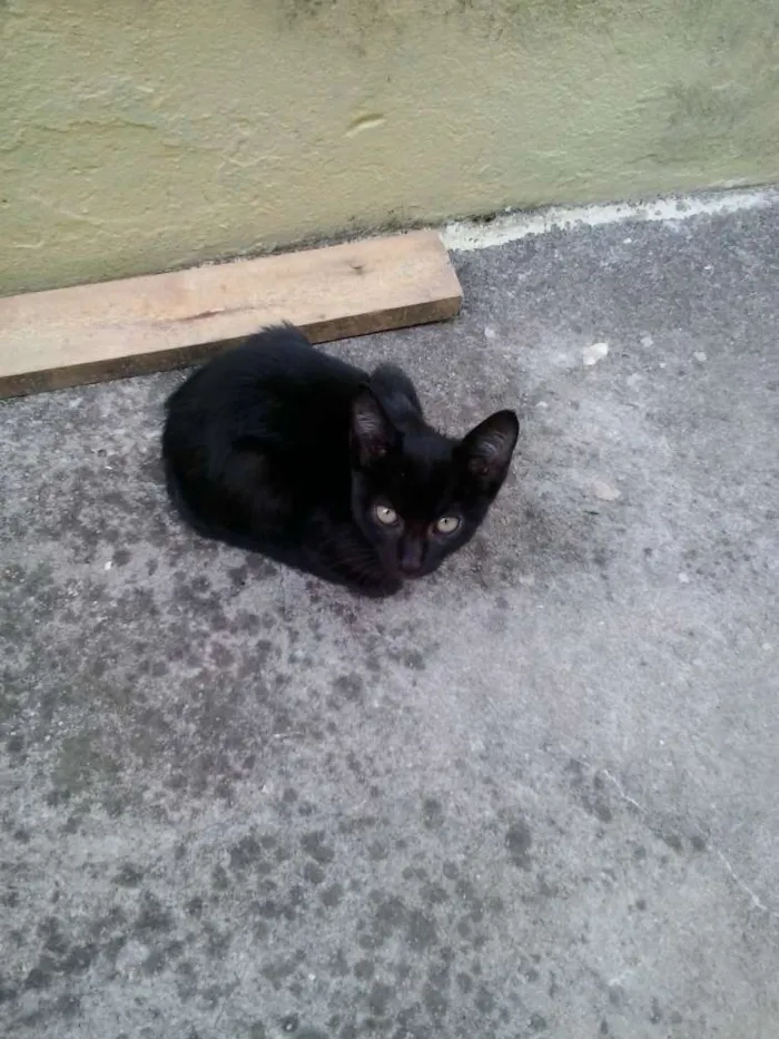 Gato ra a vira lata idade 2 a 6 meses nome tic