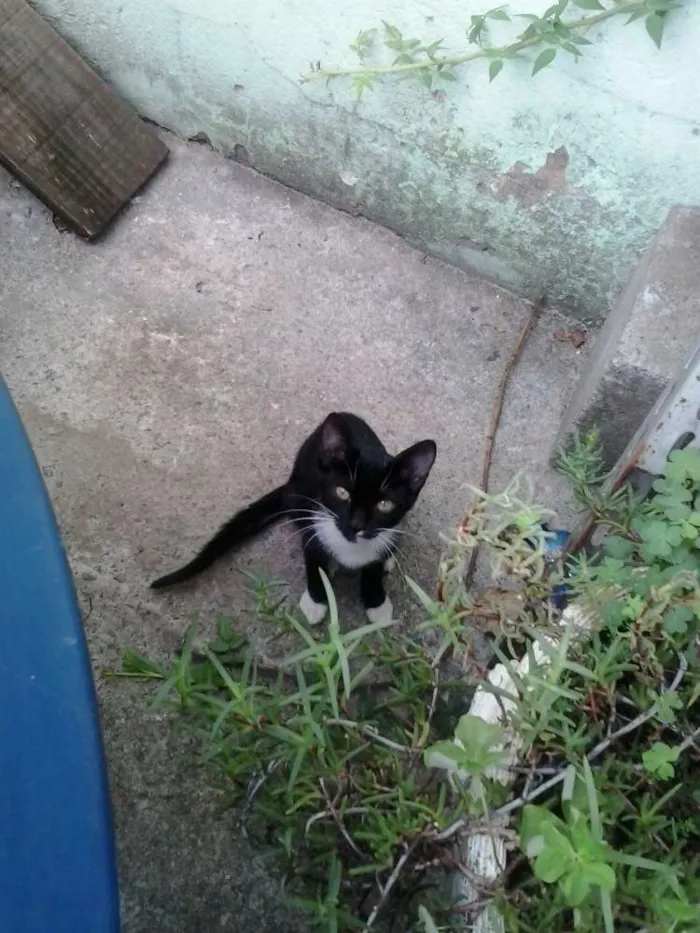 Gato ra a vira lata idade 2 a 6 meses nome tic