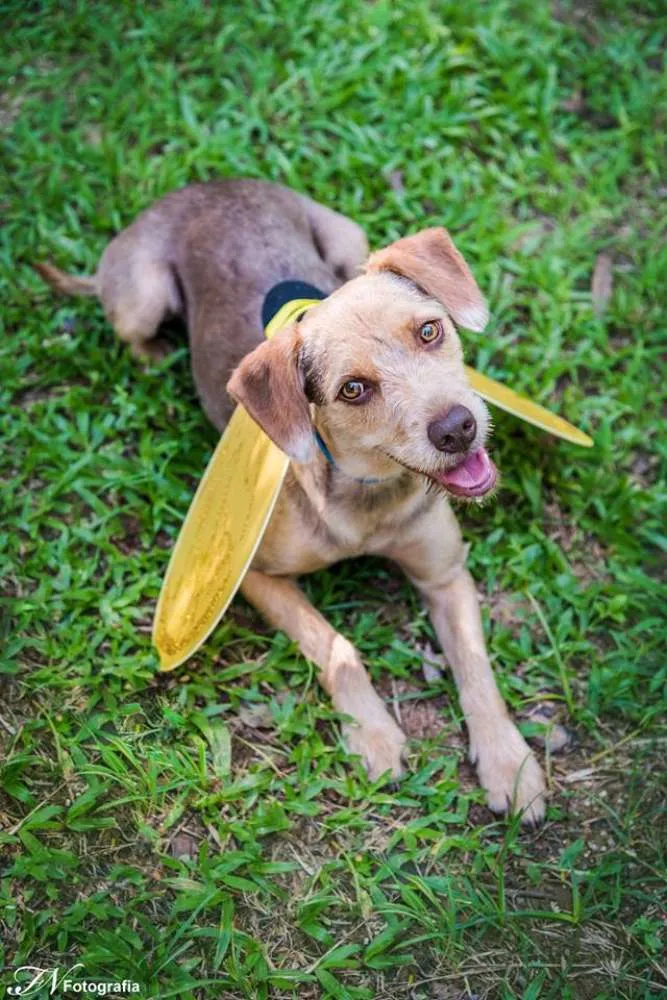 Cachorro ra a SRD idade 1 ano nome Mel