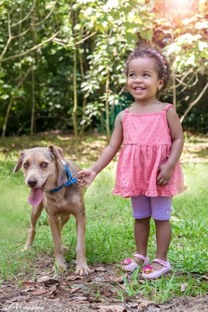 Cachorro ra a SRD idade 1 ano nome Mel