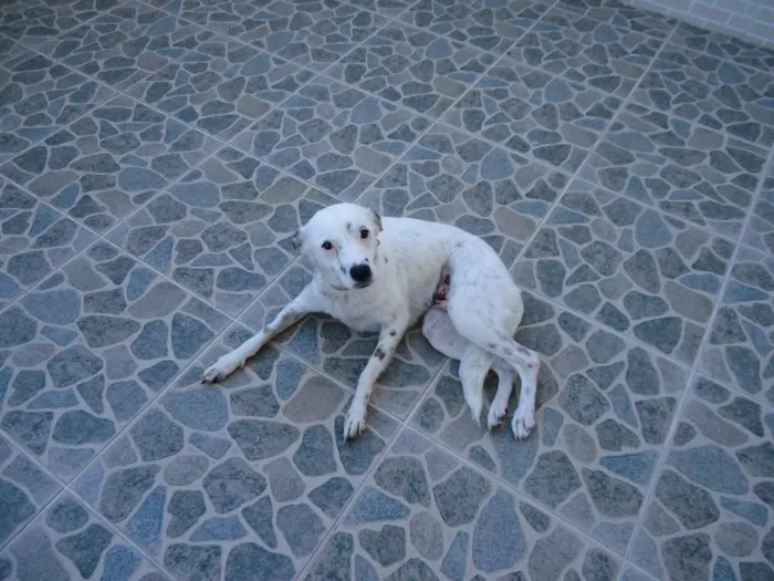 Cachorro raça viralata idade 1 ano nome laika