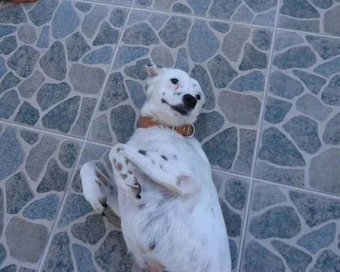 Cachorro raça viralata idade 1 ano nome laika