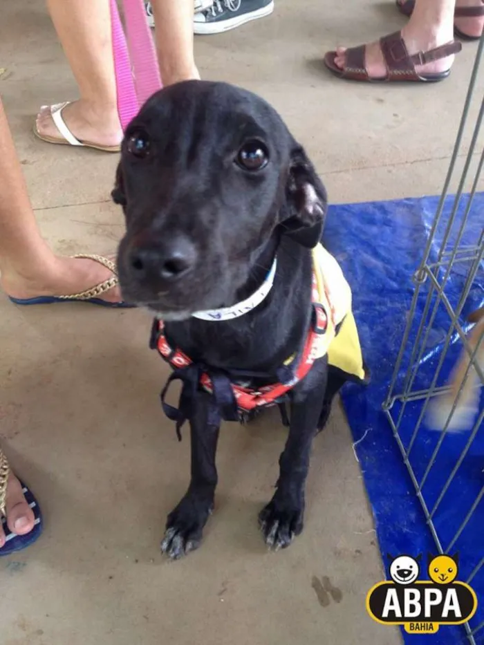 Cachorro raça SRD idade 2 a 6 meses nome Suri