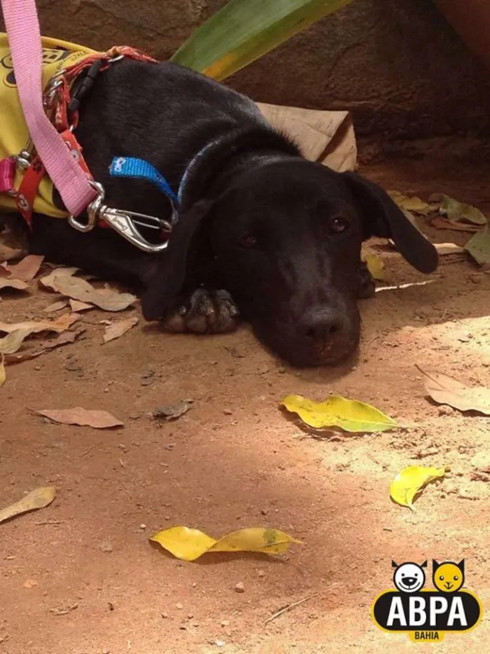 Cachorro raça SRD idade 2 a 6 meses nome Suri