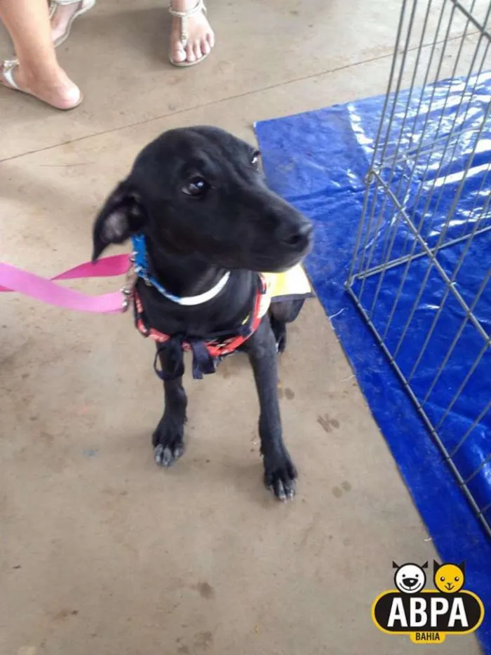 Cachorro raça SRD idade 2 a 6 meses nome Suri