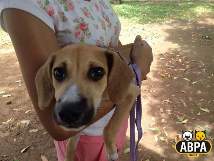 Cachorro raça SRD idade 7 a 11 meses nome Krika