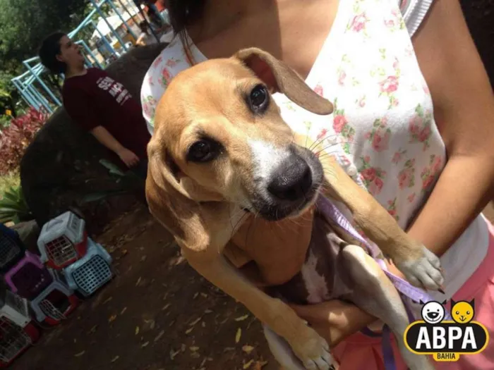 Cachorro raça SRD idade 7 a 11 meses nome Krika