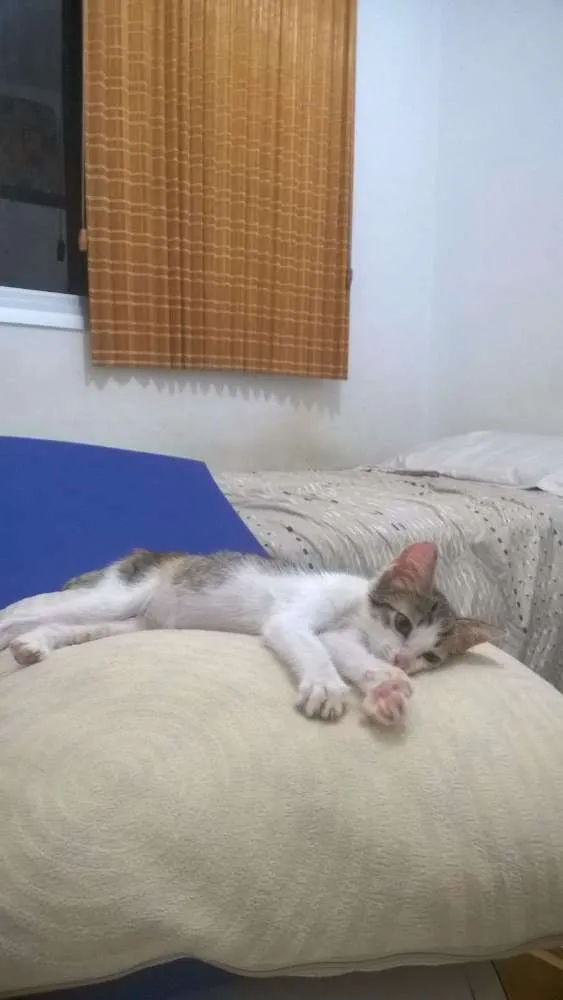 Gato ra a SRD idade 2 a 6 meses nome Poppy