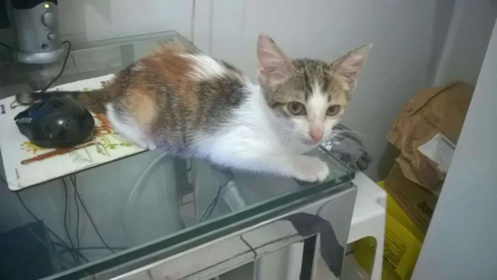 Gato ra a SRD idade 2 a 6 meses nome Poppy