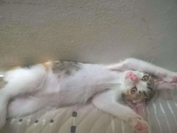 Gato ra a SRD idade 2 a 6 meses nome Poppy
