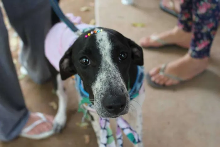 Cachorro raça SRD idade 2 a 6 meses nome Aika
