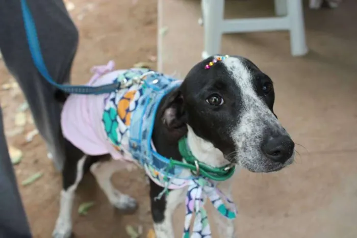 Cachorro raça SRD idade 2 a 6 meses nome Aika
