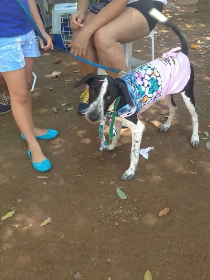 Cachorro raça SRD idade 2 a 6 meses nome Aika