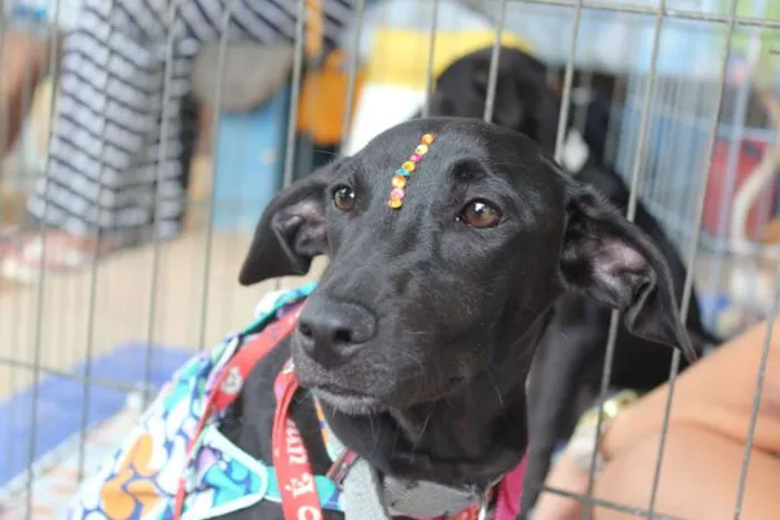 Cachorro raça SRD idade 2 a 6 meses nome Suri