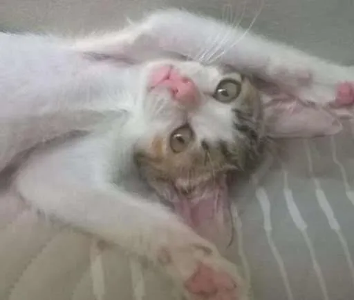 Gato ra a SRD idade 2 a 6 meses nome Poppy