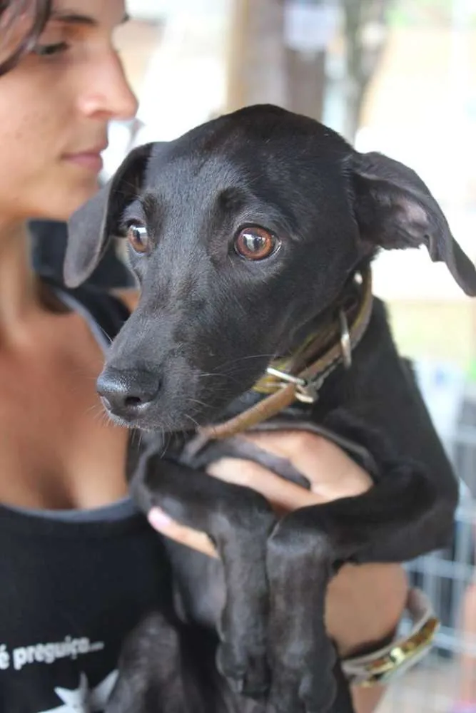 Cachorro raça SRD idade 2 a 6 meses nome Teca