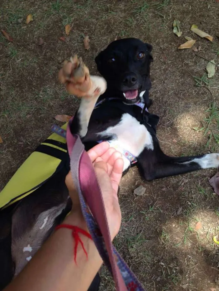 Cachorro raça SRD idade 1 ano nome Pipa